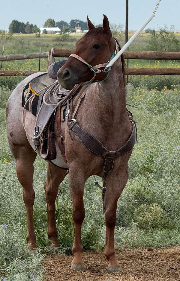 all-around-quarter-horse