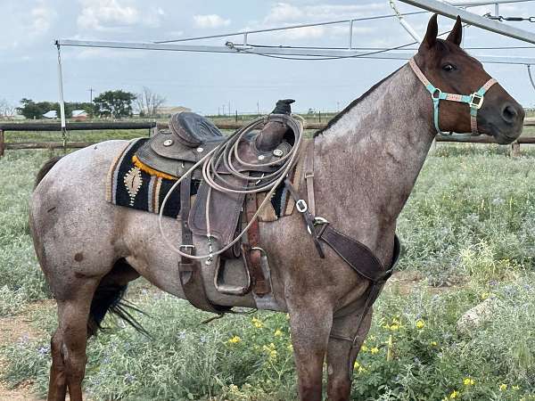 athletic-quarter-horse