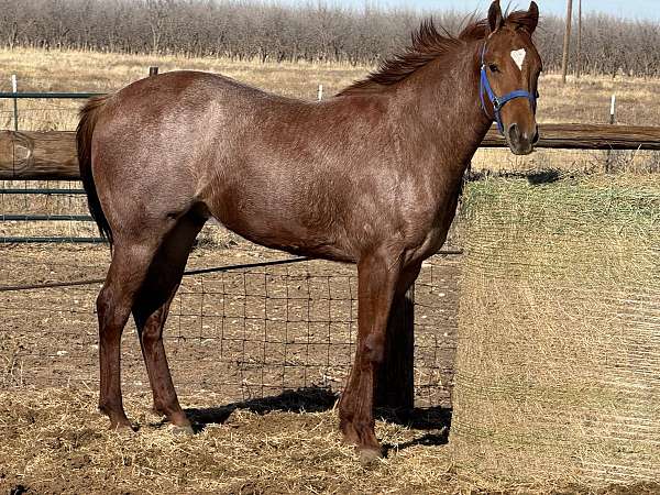 all-around-quarter-horse