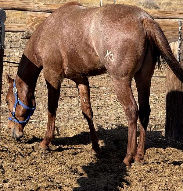 athletic-quarter-horse