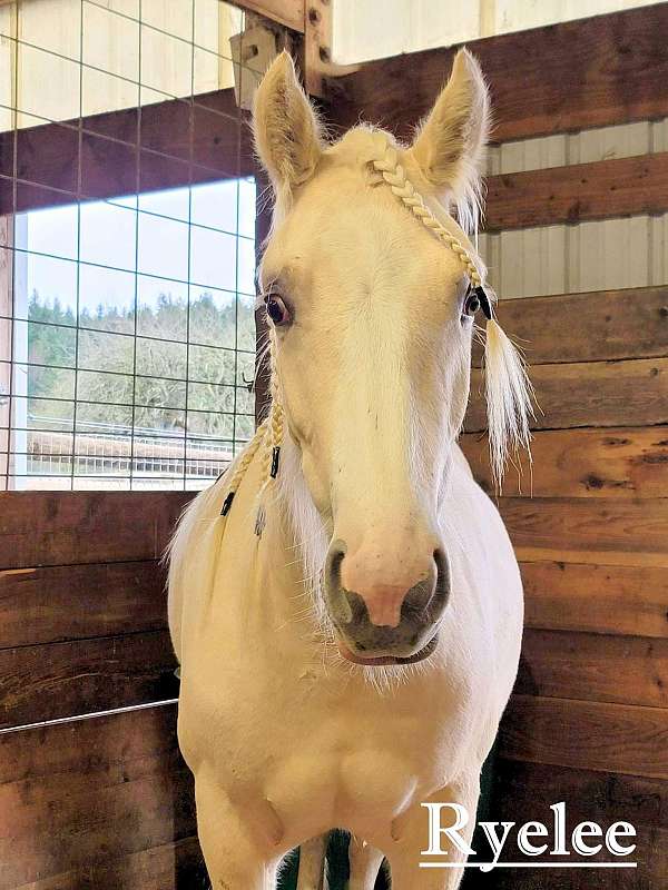 silver-dunalino-horse