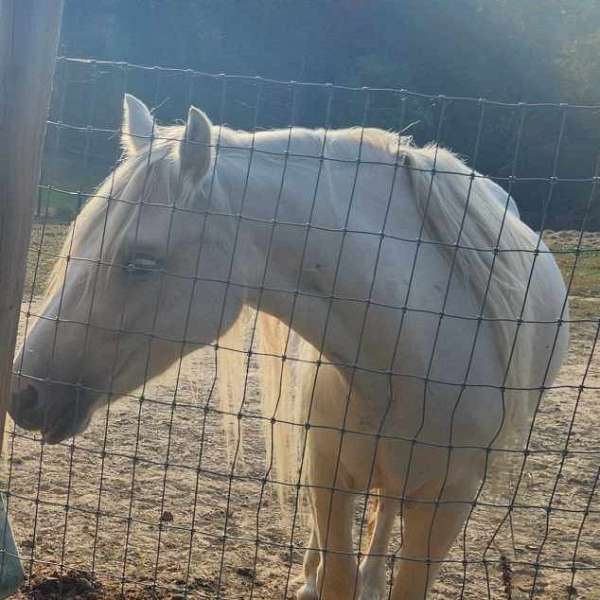 dunalino-silver-horse