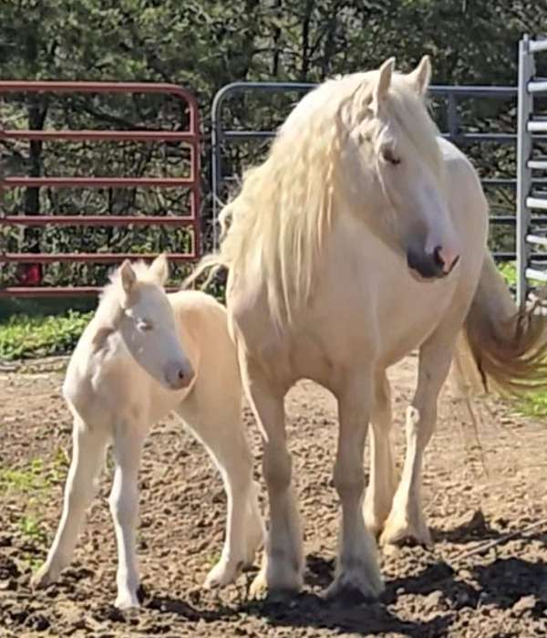 dunalino-gypsy-vanner-mare