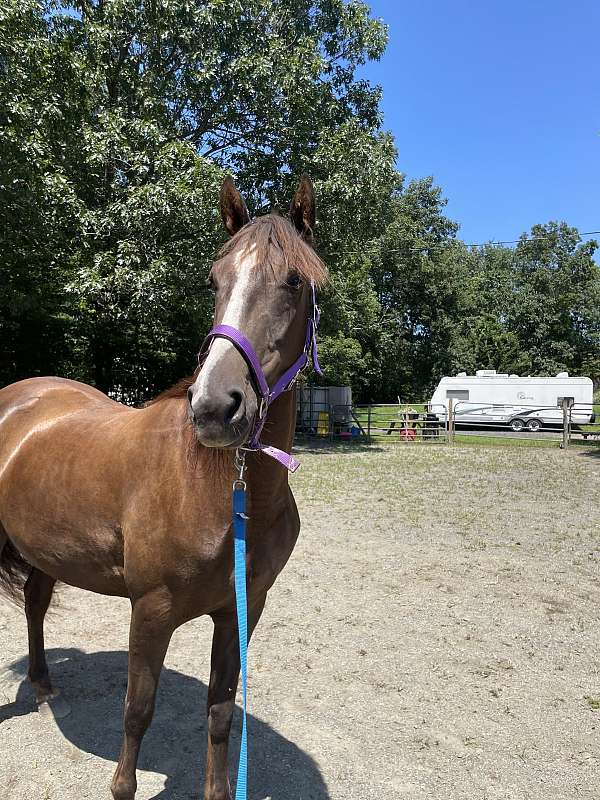 driving-morgan-horse