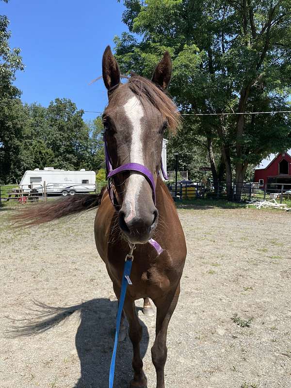 equitation-morgan-horse