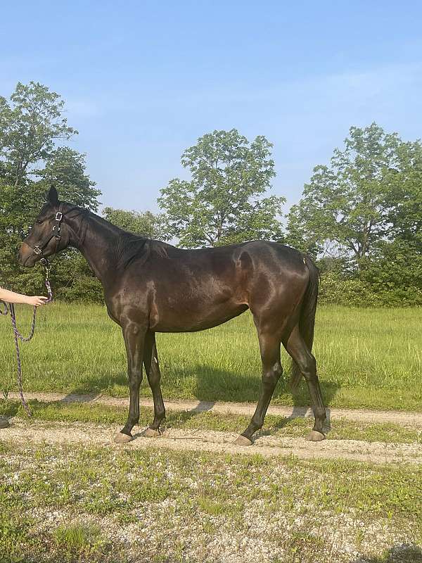 ata-usef-filly