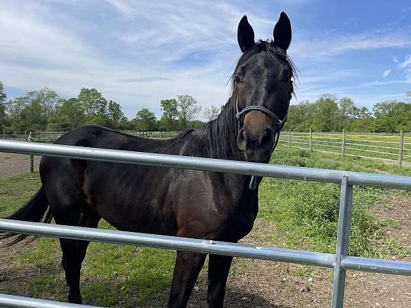 ata-usef-trakehner-filly