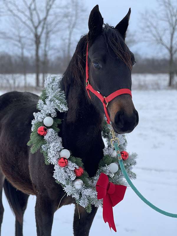 curious-trakehner-horse