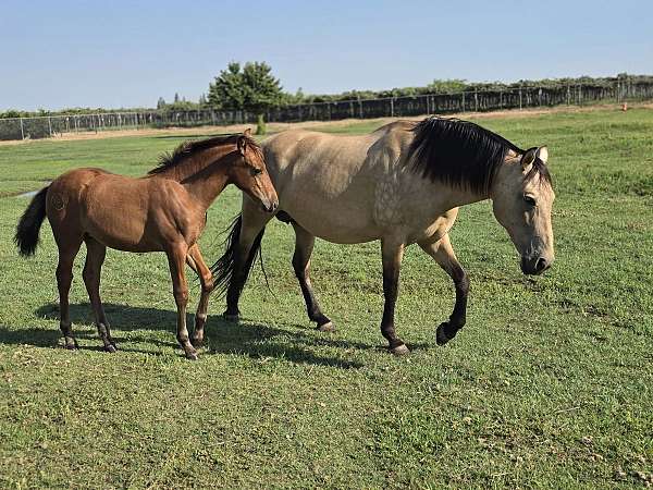 andalusian-filly-spain-ancce-bay-chestnut-horse
