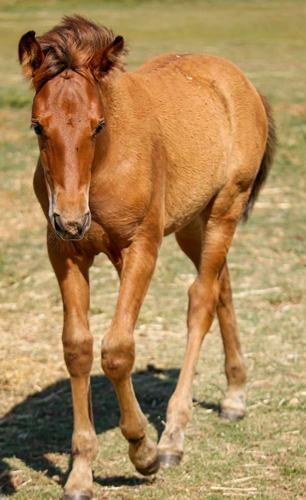 andalusian-filly-spain-ancce-bay-chestnut