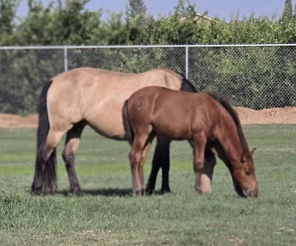 bay-ancce-ialha-filly