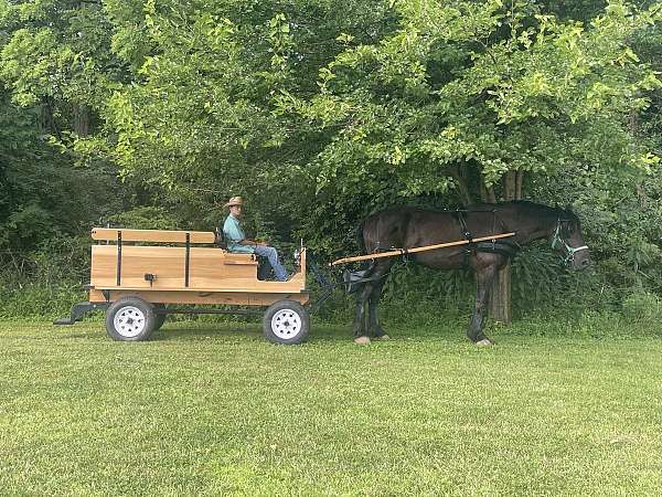 beginner-percheron-horse