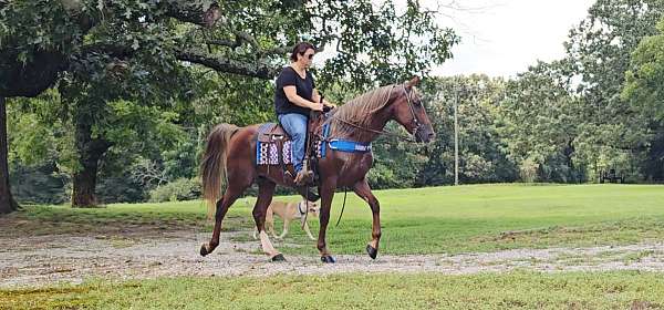 trail-gaited-horse-gelding
