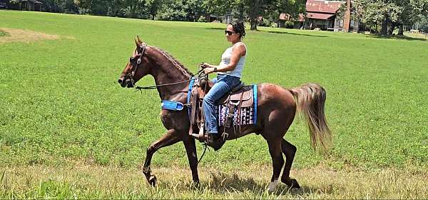 see-pictures-horse