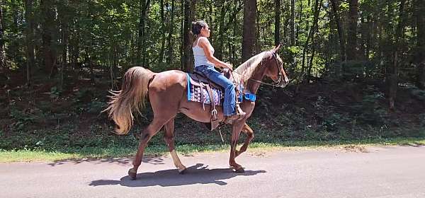 sorrel-see-pictures-horse