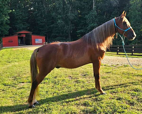 gaited-horse-kentucky-mountain