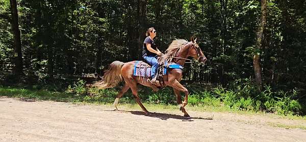 family-horse-kentucky-mountain
