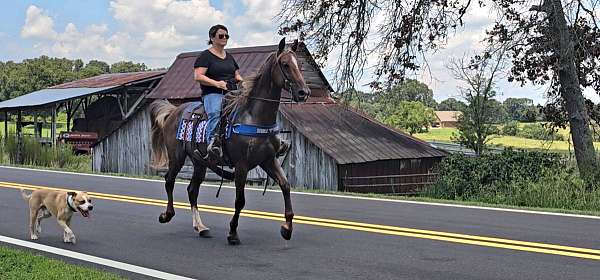 husband-safe-horse-kentucky-mountain
