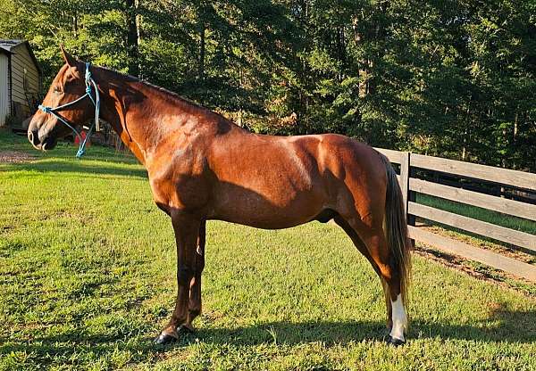 kentucky-mountain-horse