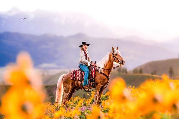 trained-gaited-horse
