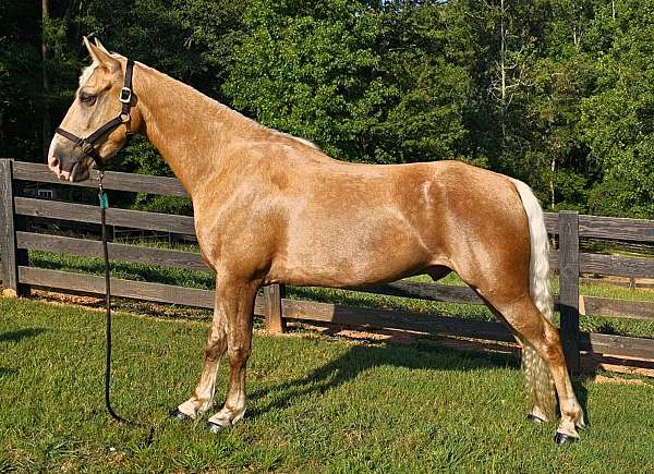 trained-gaited-horse-gelding