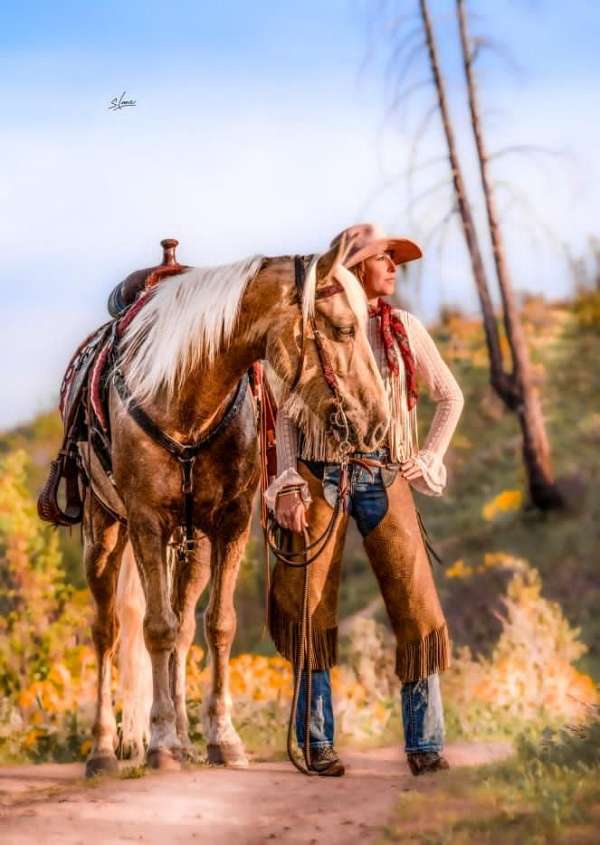 palomino-see-pictures-horse
