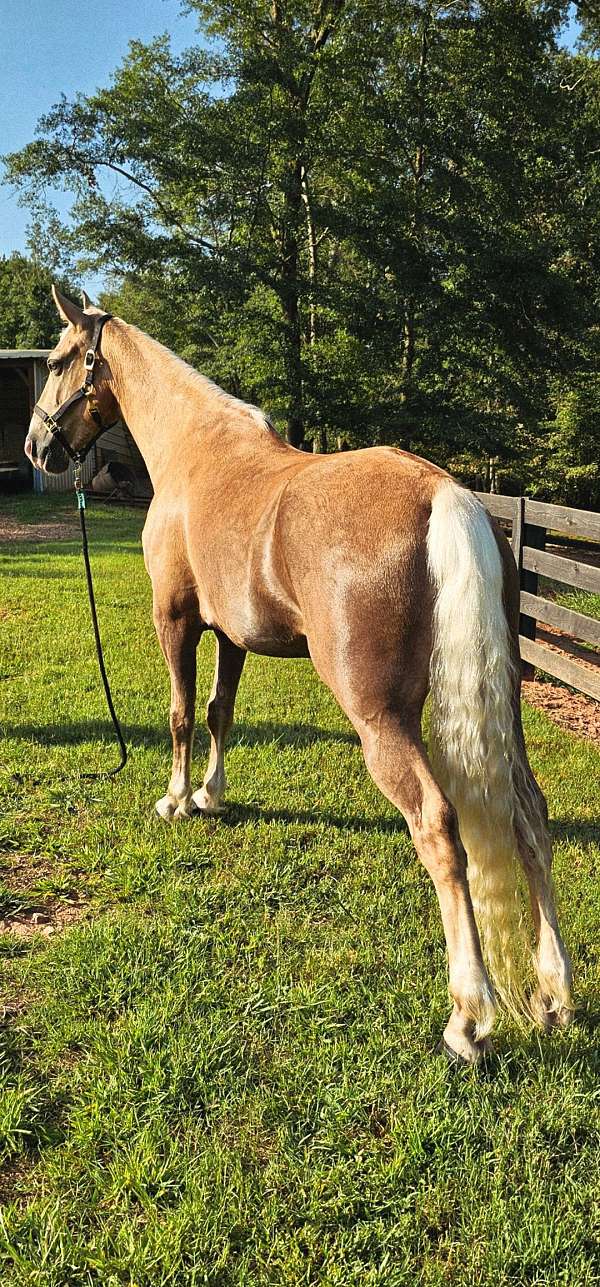 trail-gaited-horse-tennessee-walking