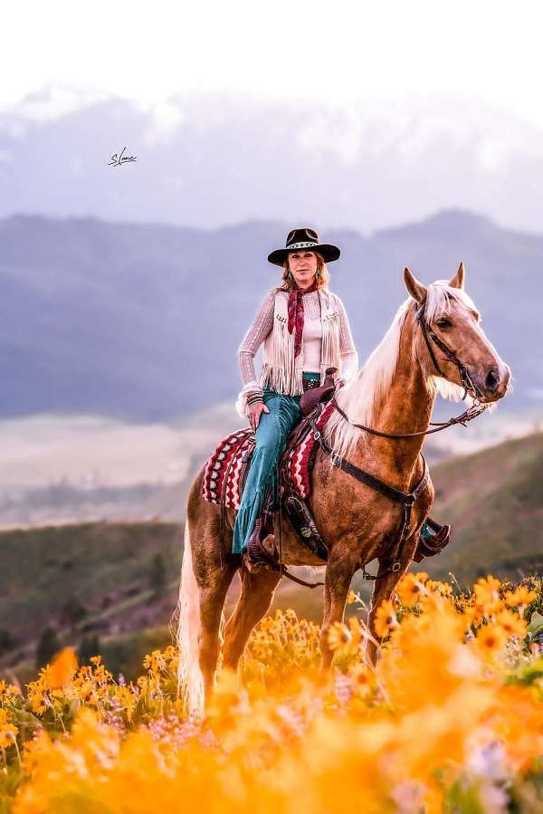 show-horse-tennessee-walking