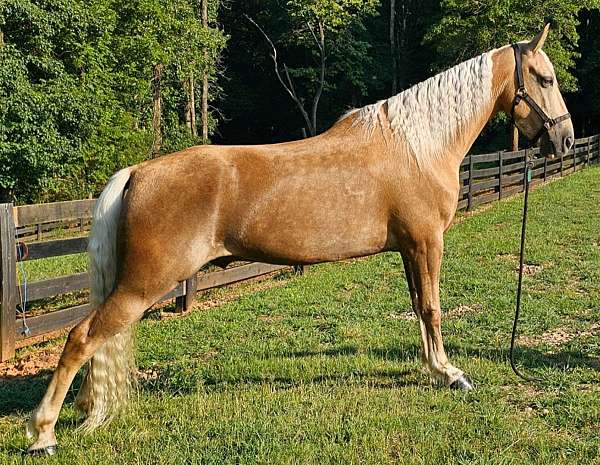 husband-safe-horse-tennessee-walking