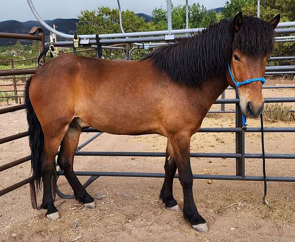 bay-icelandic-gelding