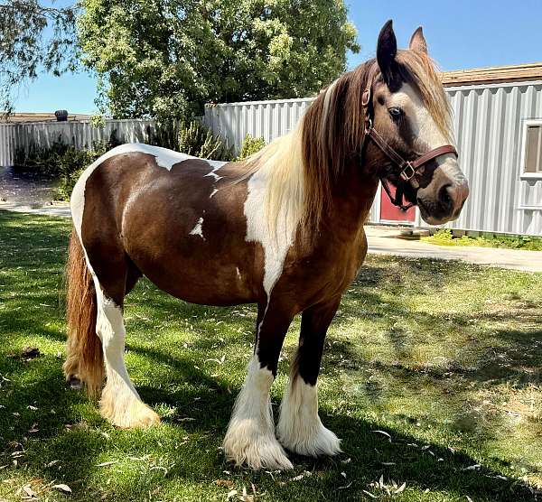 tobiano-gypsy-vanner-broodmare