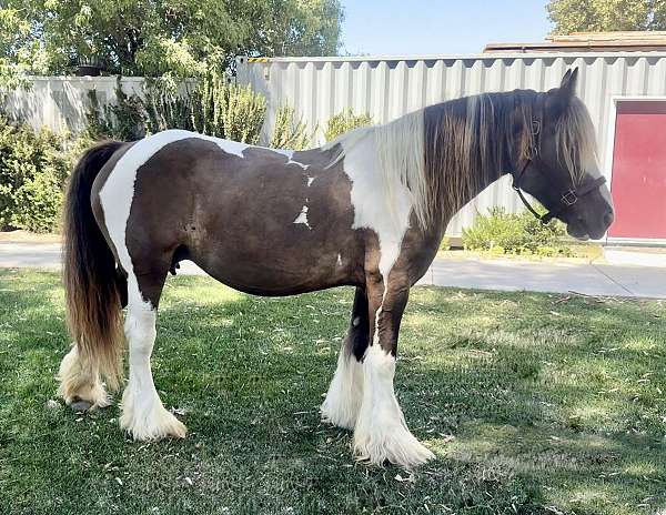 tobiano-ghra-broodmare