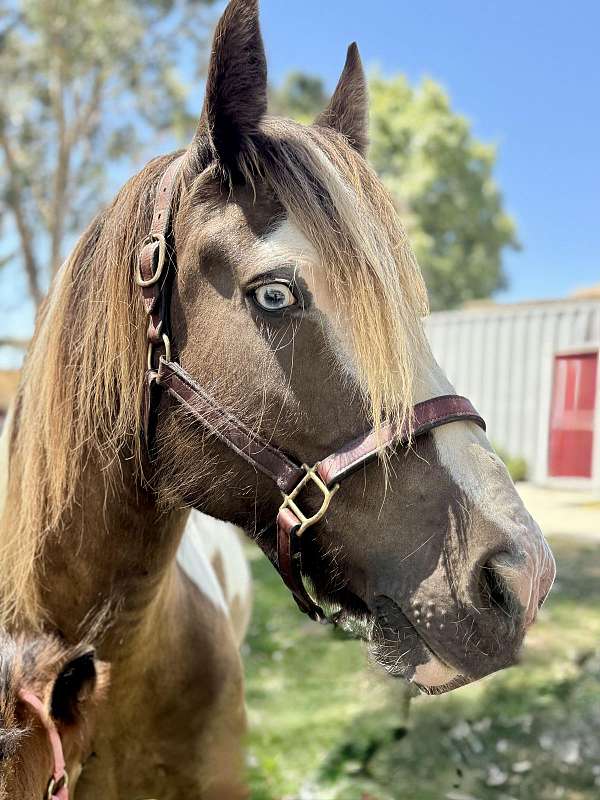 ghra-broodmare