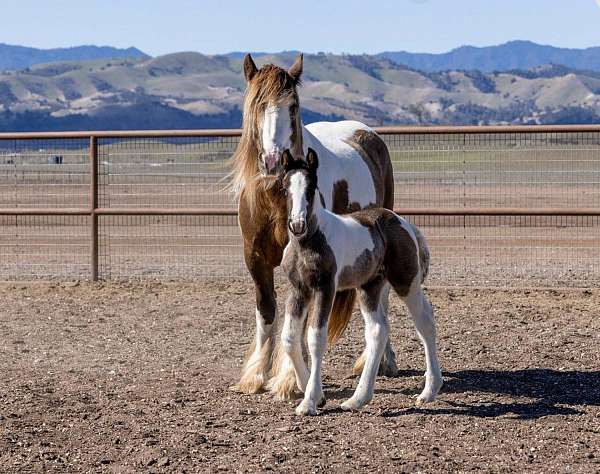 gentle-mare-gypsy-vanner-horse