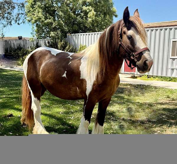 pampered-gypsy-vanner-horse