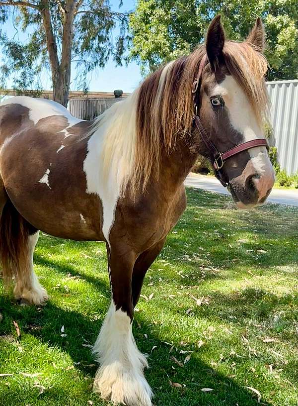 relaxed-gypsy-vanner-horse