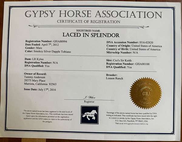 soft-gypsy-vanner-horse