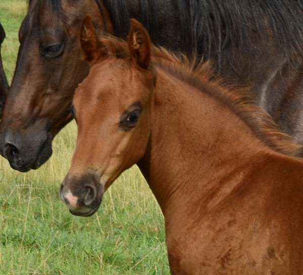pe-colt