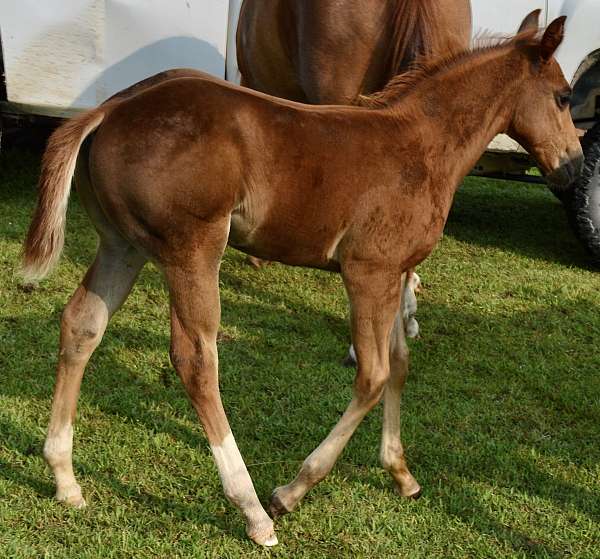 trail-quarter-horse