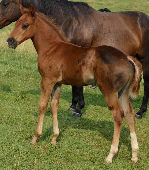 ranch-quarter-horse