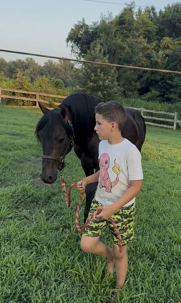 12-hand-friesian-gelding