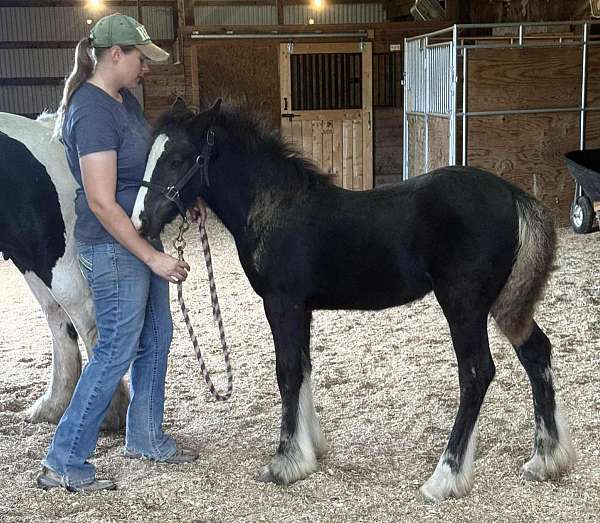 low-half-socks-on-hind-legs-horse