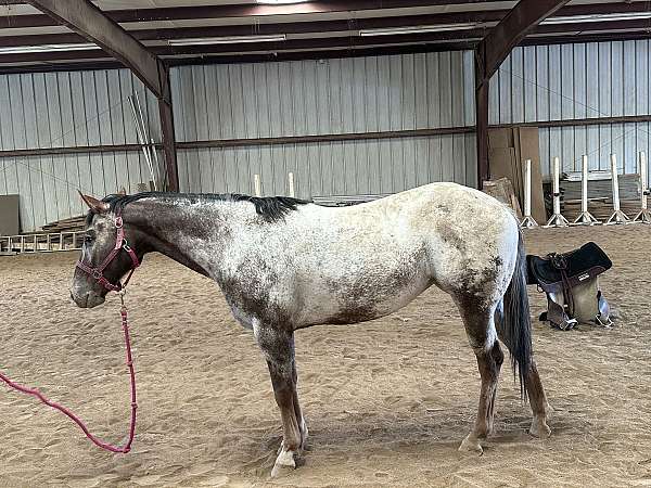 breeding-appaloosa-horse