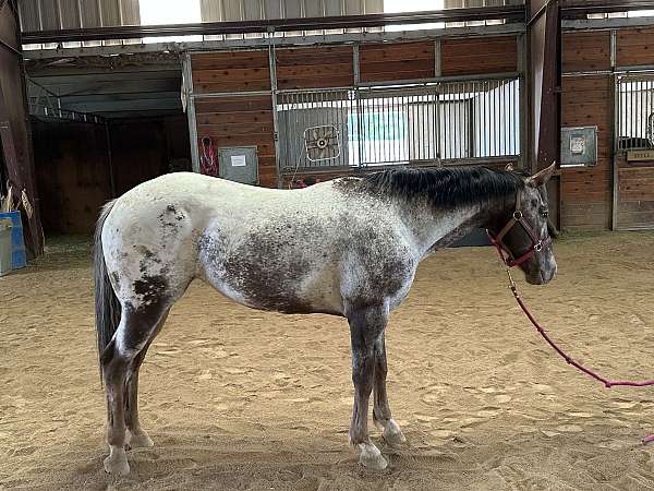 flashy-appaloosa-horse