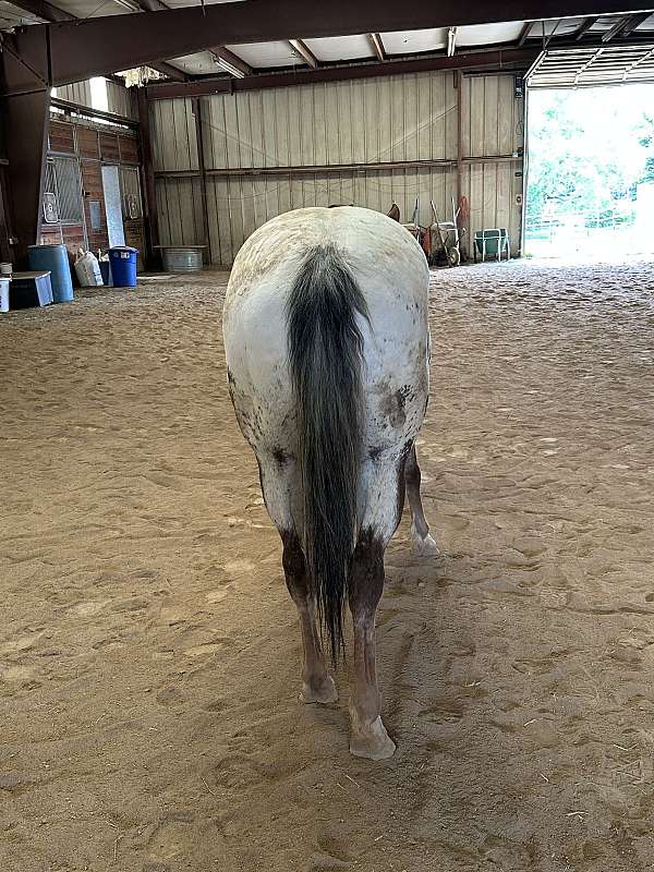 project-appaloosa-horse