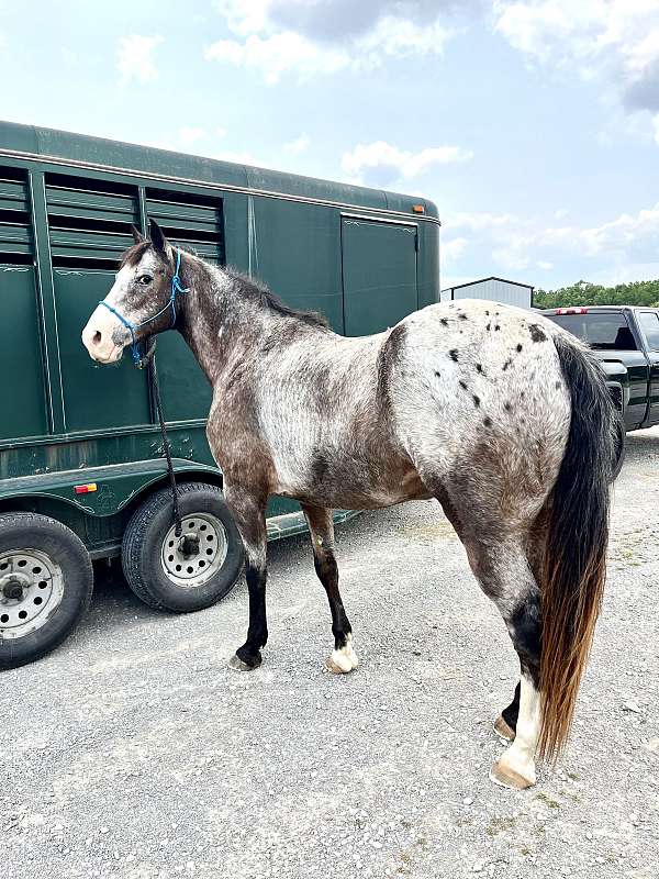 15-hand-walkaloosa-gelding