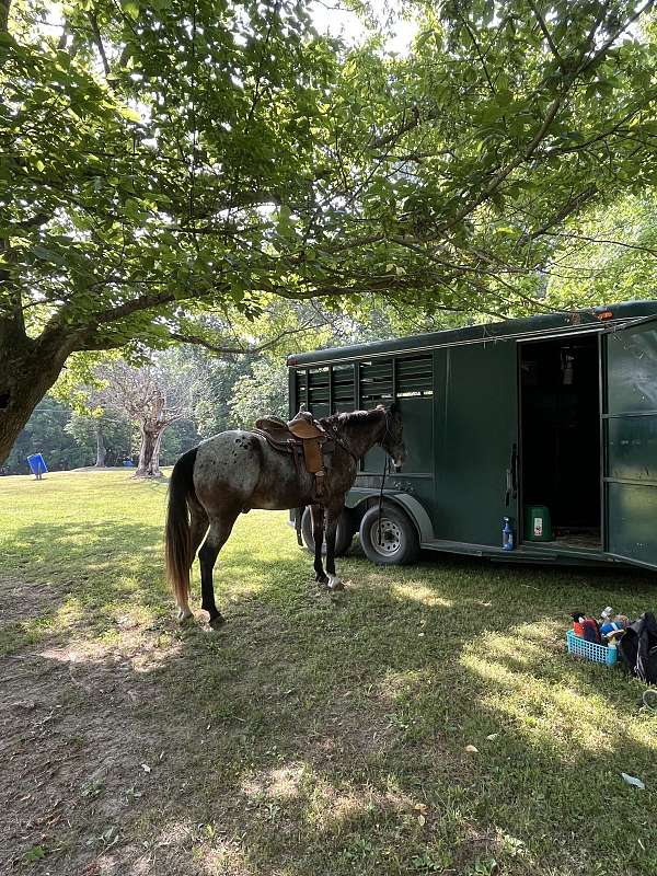 15-hand-gelding