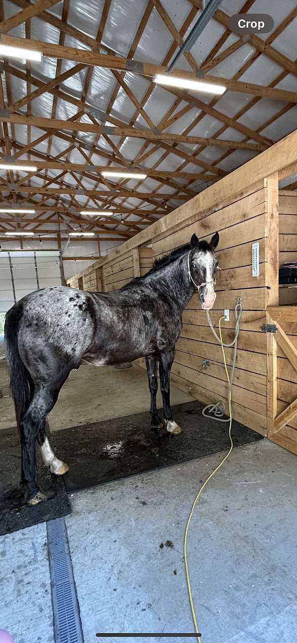 15-hand-walkaloosa-horse