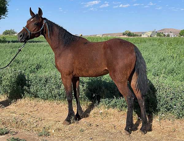 agouti-missouri-fox-trotter-horse