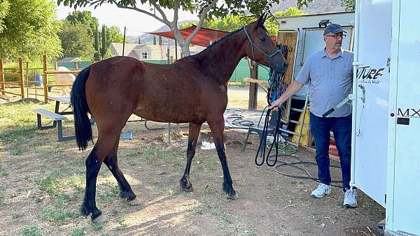 breeding-prospect-missouri-fox-trotter-horse